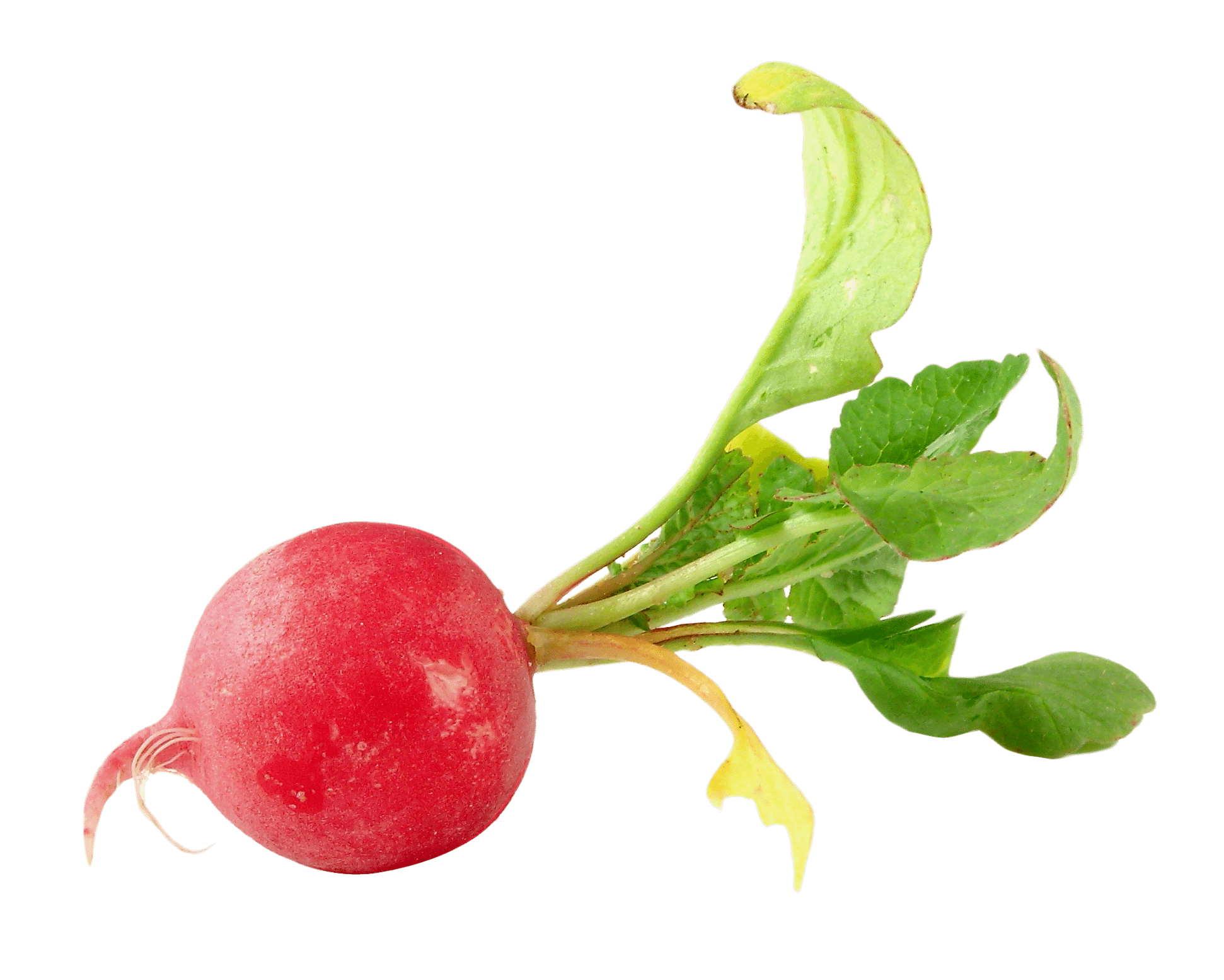 Turp Kırmızı