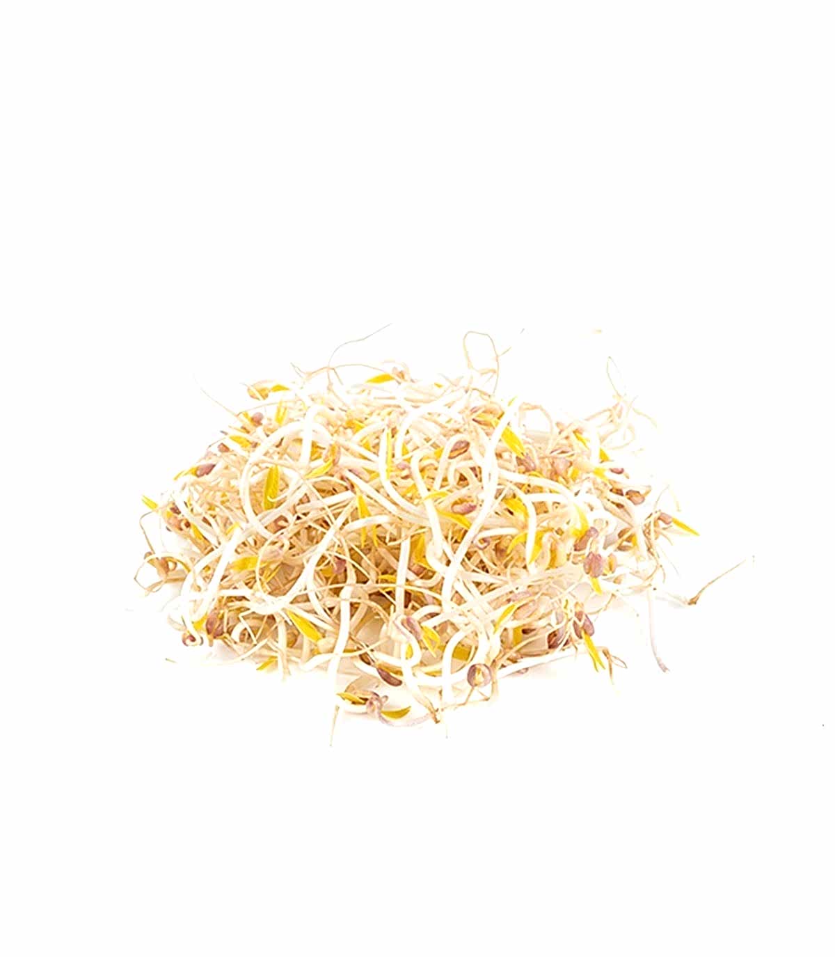Soya Filizi