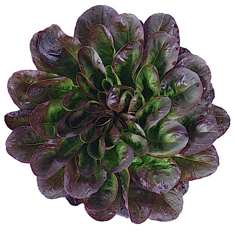 Rose Marul